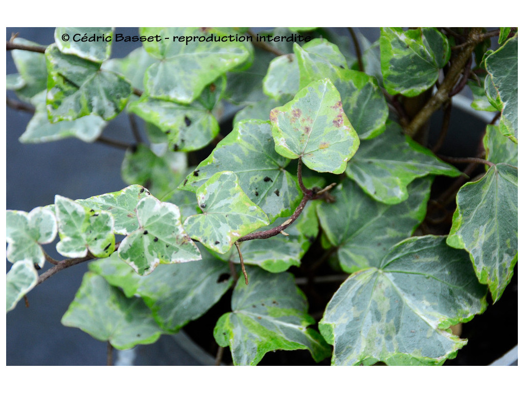 HEDERA HELIX 'GLACIER'