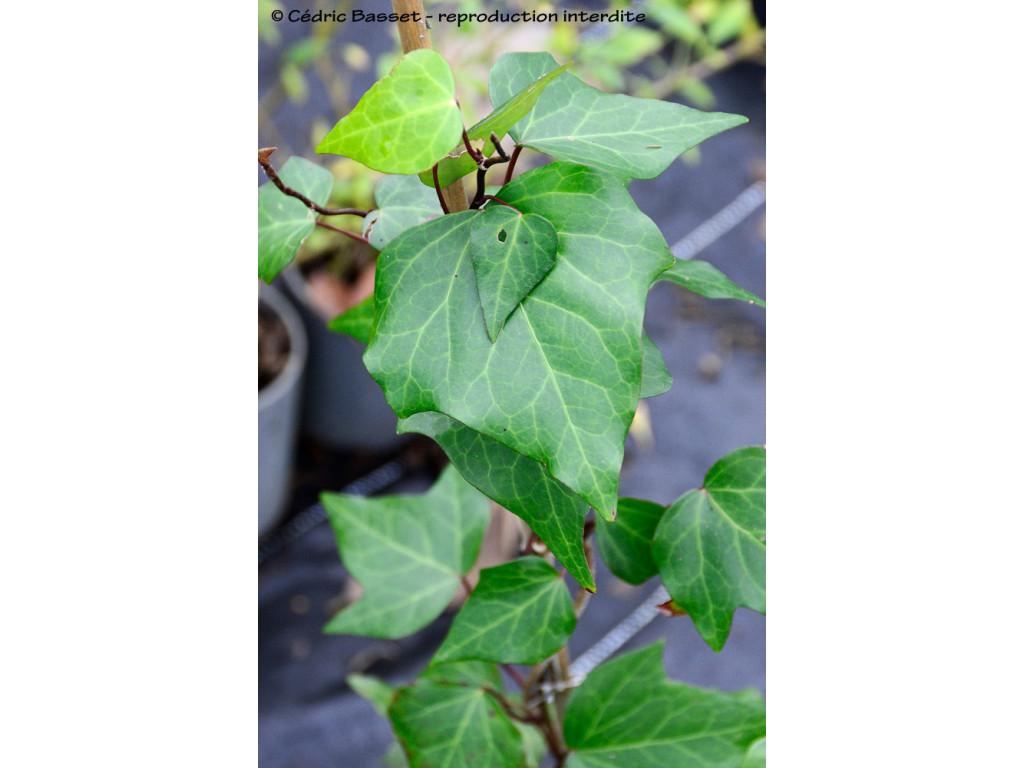 HEDERA COLCHICA