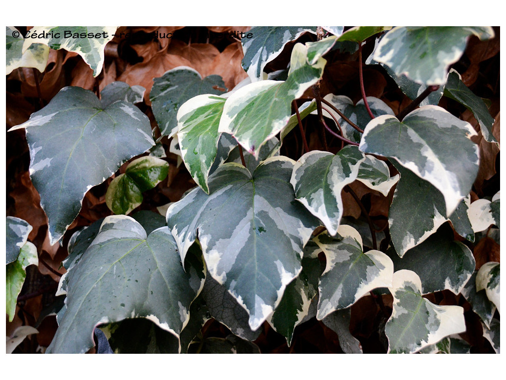 HEDERA COLCHICA 'VARIEGATA'