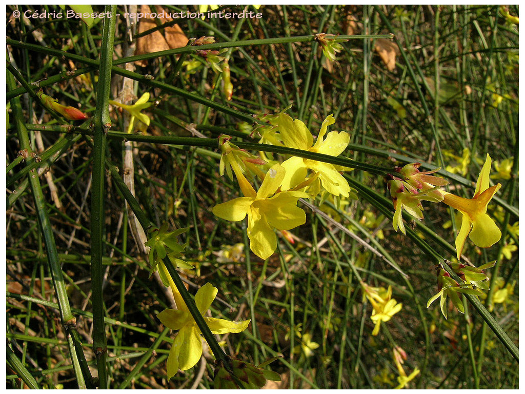 JASMINUM NUDIFLORUM