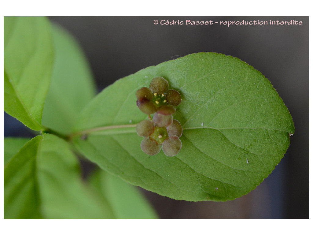 EUONYMUS OBOVATUS US9048