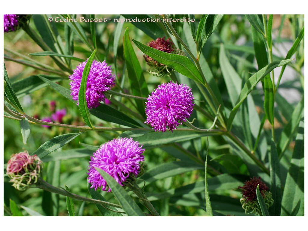 VERNONIA ARKANSANA US6570