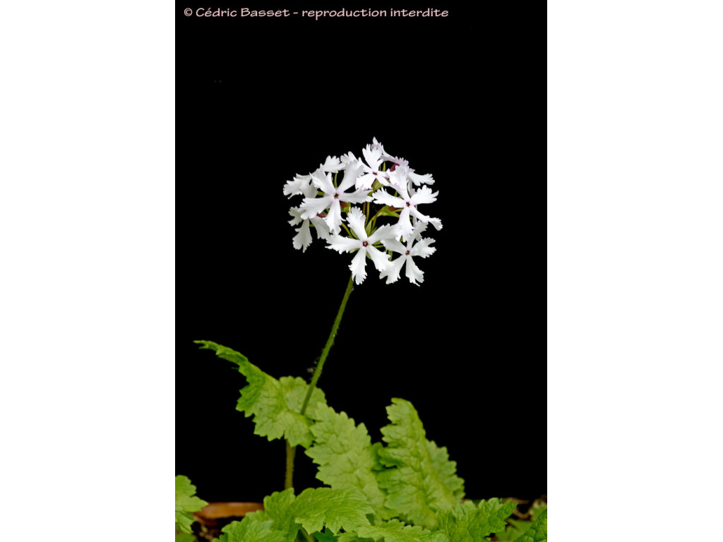 PRIMULA SIEBOLDII 'SHIRO TOMBO'