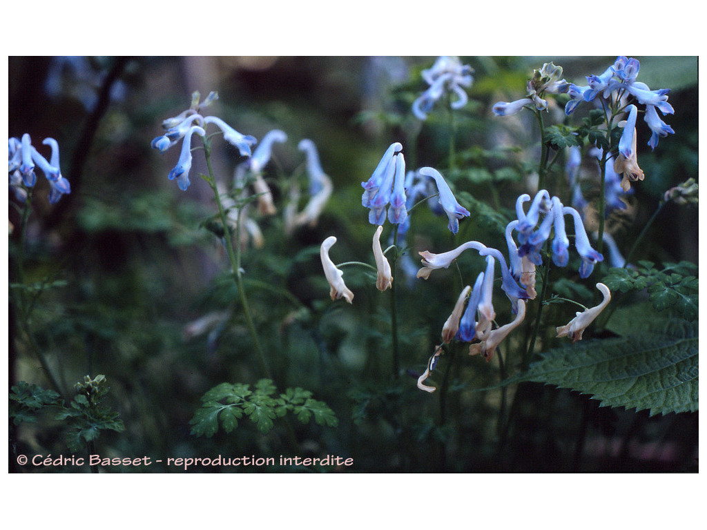 CORYDALIS LINSTOWIANA