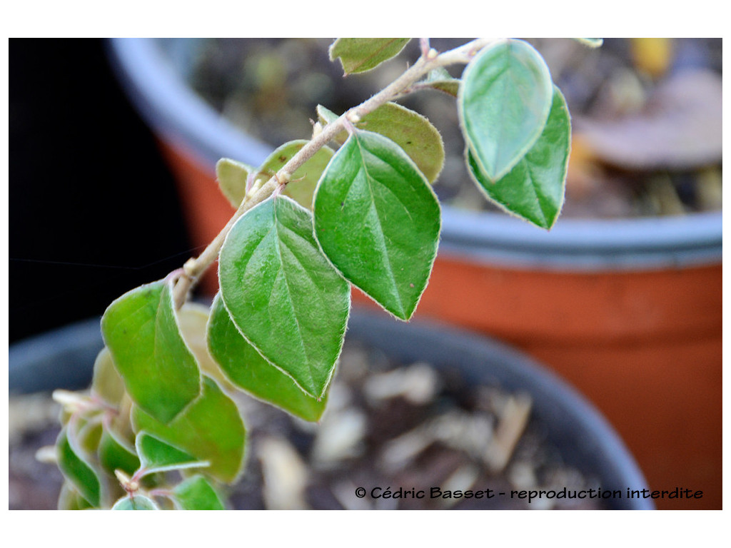 COTONEASTER TAOFUENSIS CH6268