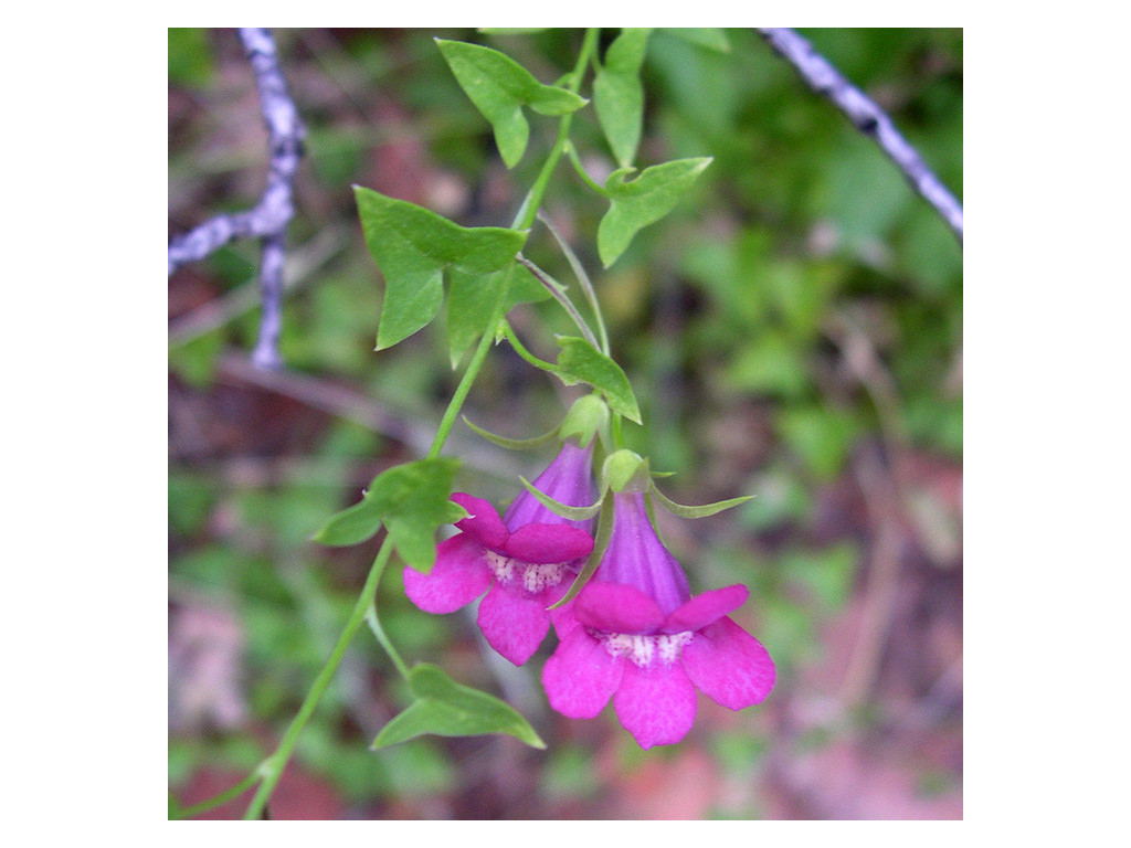 MAURANDYA ANTIRRHINIFLORA