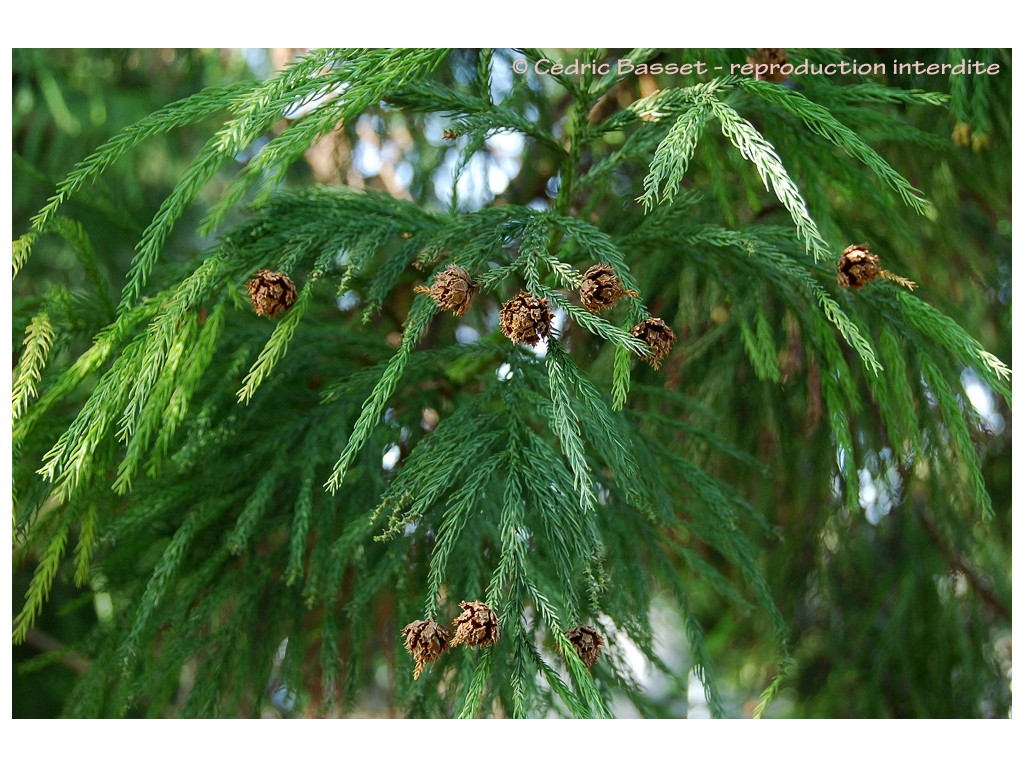 CRYPTOMERIA JAPONICA JP6526