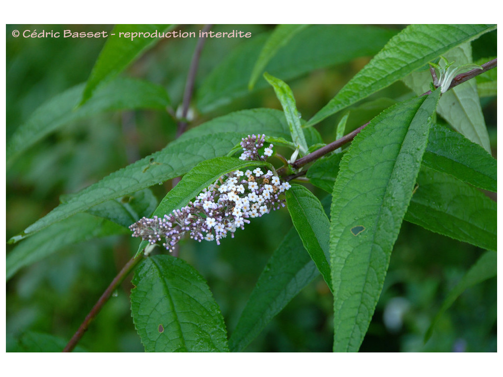 BUDDLEJA ALBIFLORA