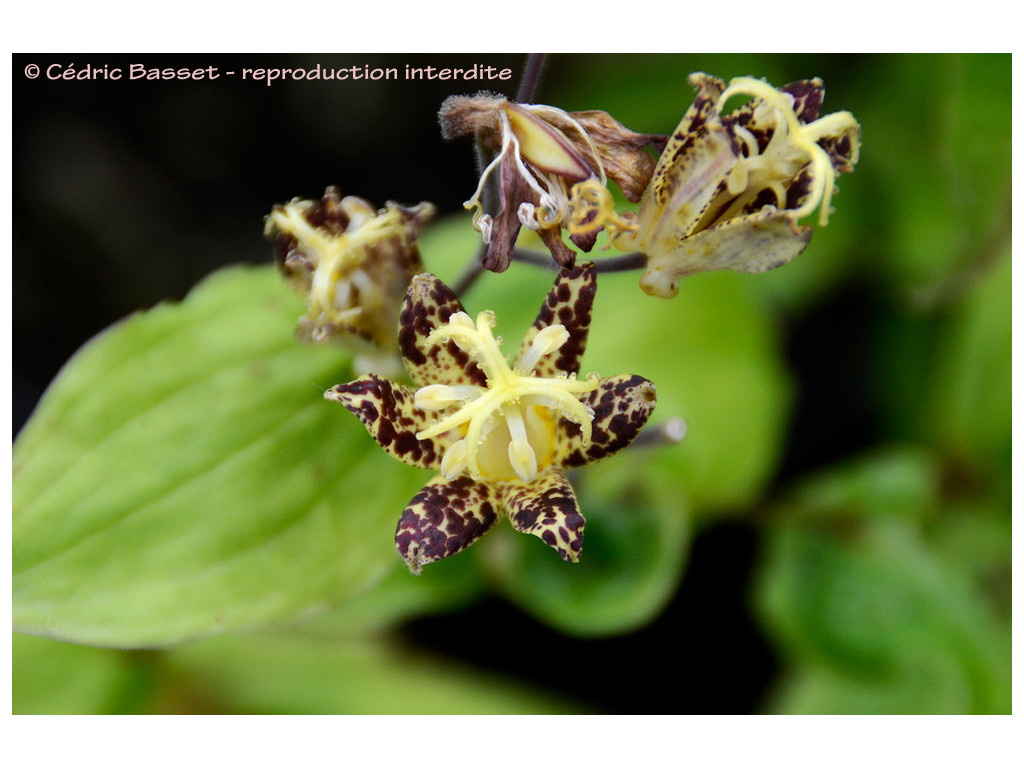 TRICYRTIS LATIFOLIA var.MAKINOANA