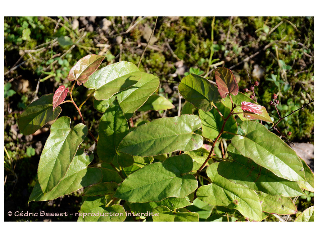 RUBUS ICHANGENSIS