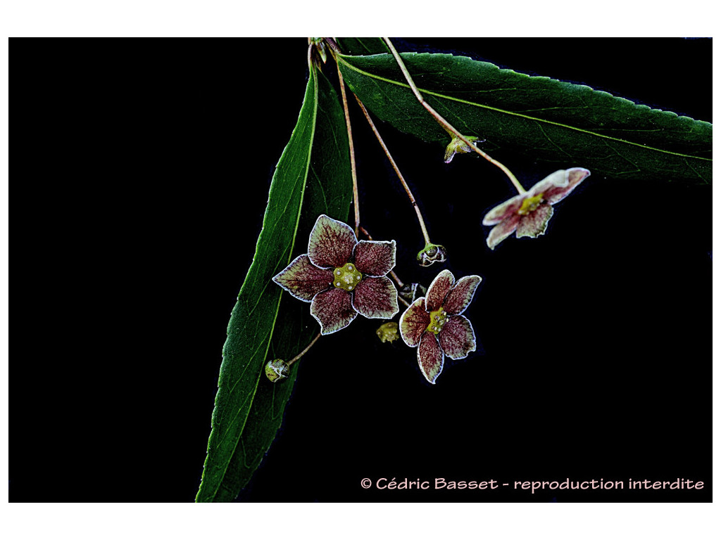 EUONYMUS CORNUTUS