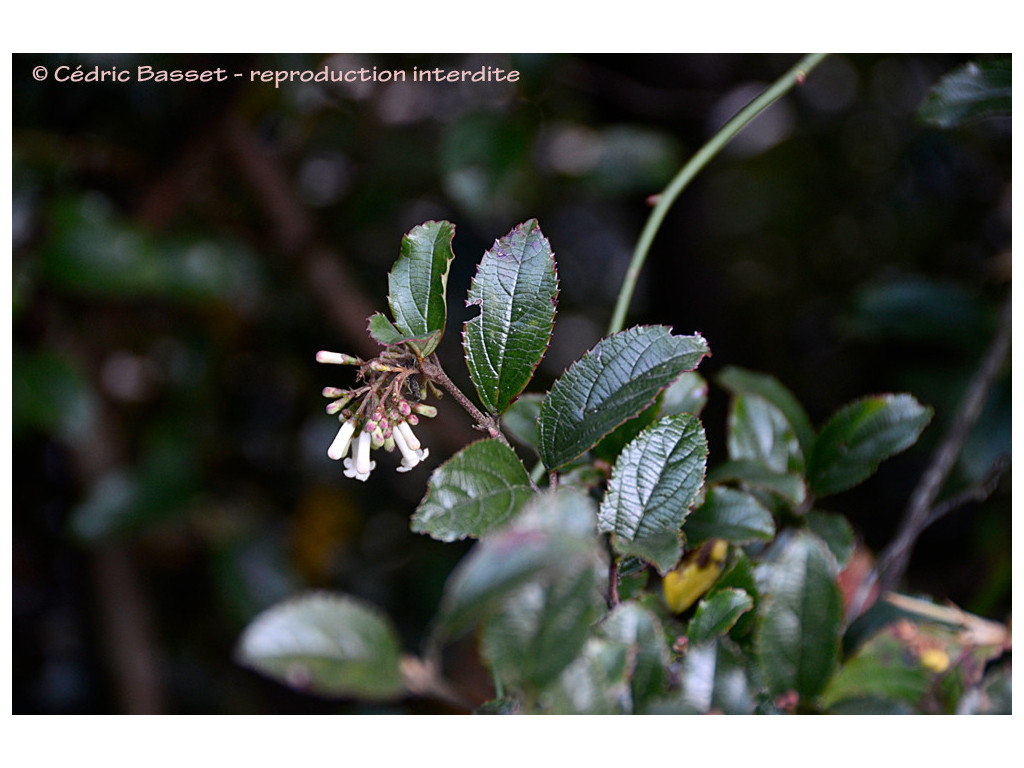 VIBURNUM TAITOENSE