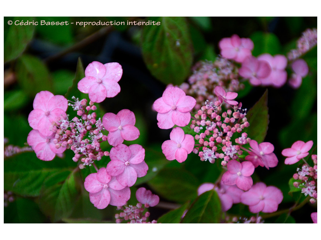 HYDRANGEA SERRATA 'MOUNT ASO'