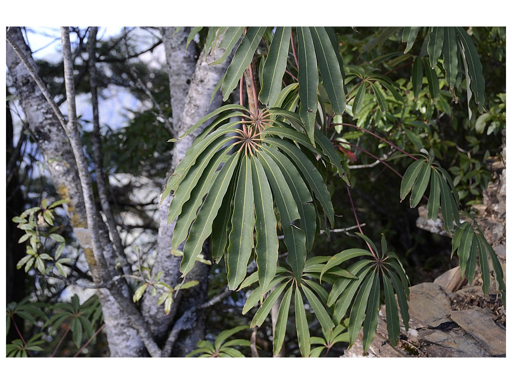 SCHEFFLERA TAIWANIANA SCHEFFLERA TAIWANIANA