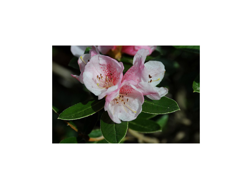 RHODODENDRON TSARIENSE