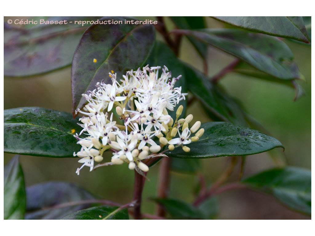 CORNUS OBLONGA