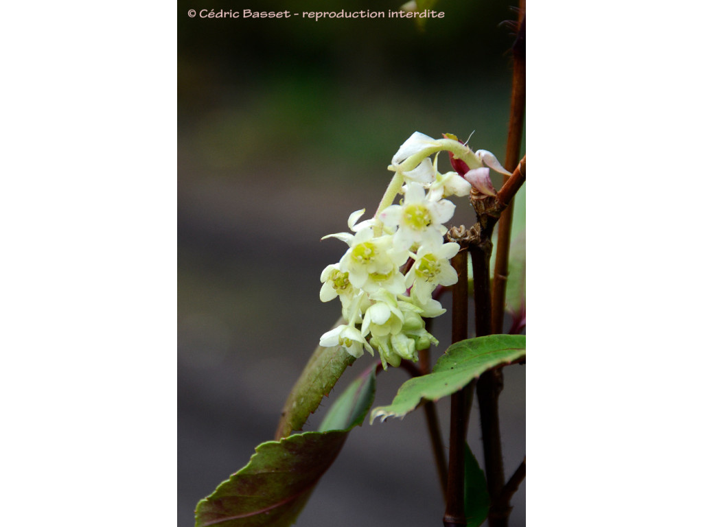 RIBES LAURIFOLIUM