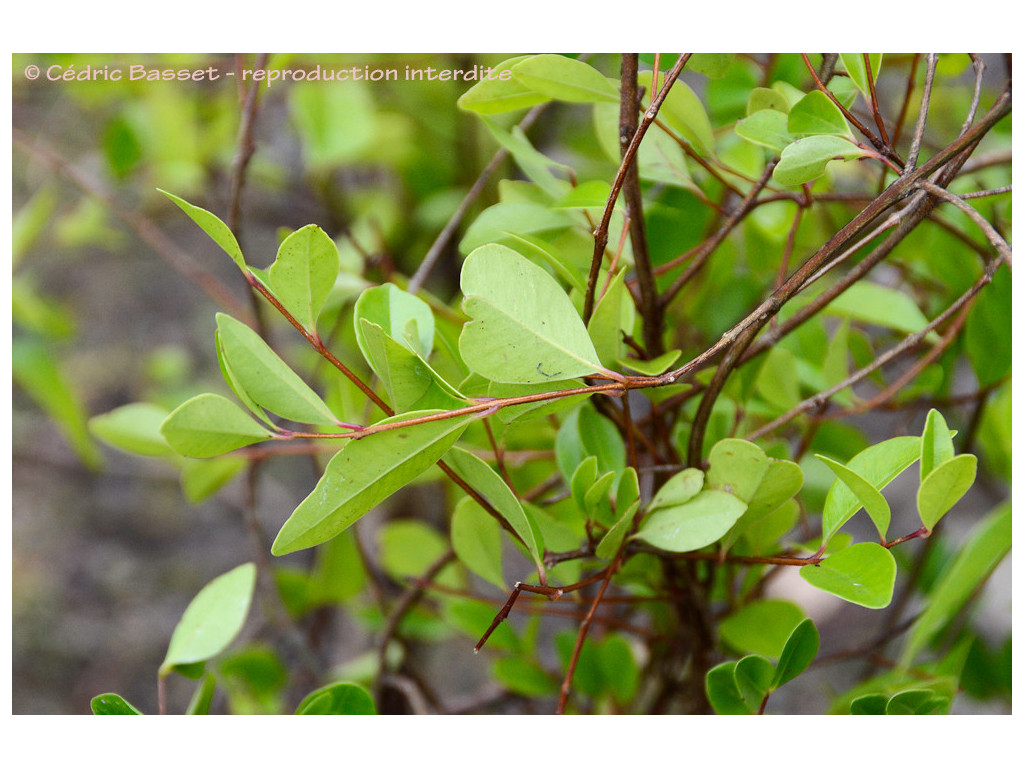 SYZYGIUM GRIJSII