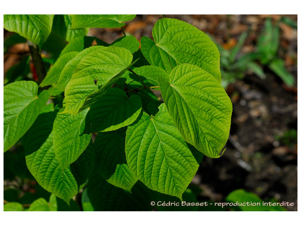 ACER DISTYLUM