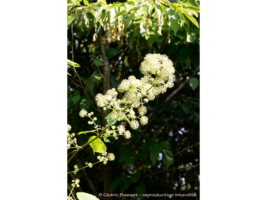 ARALIA SCHMIDTII var.VERTICILLATA