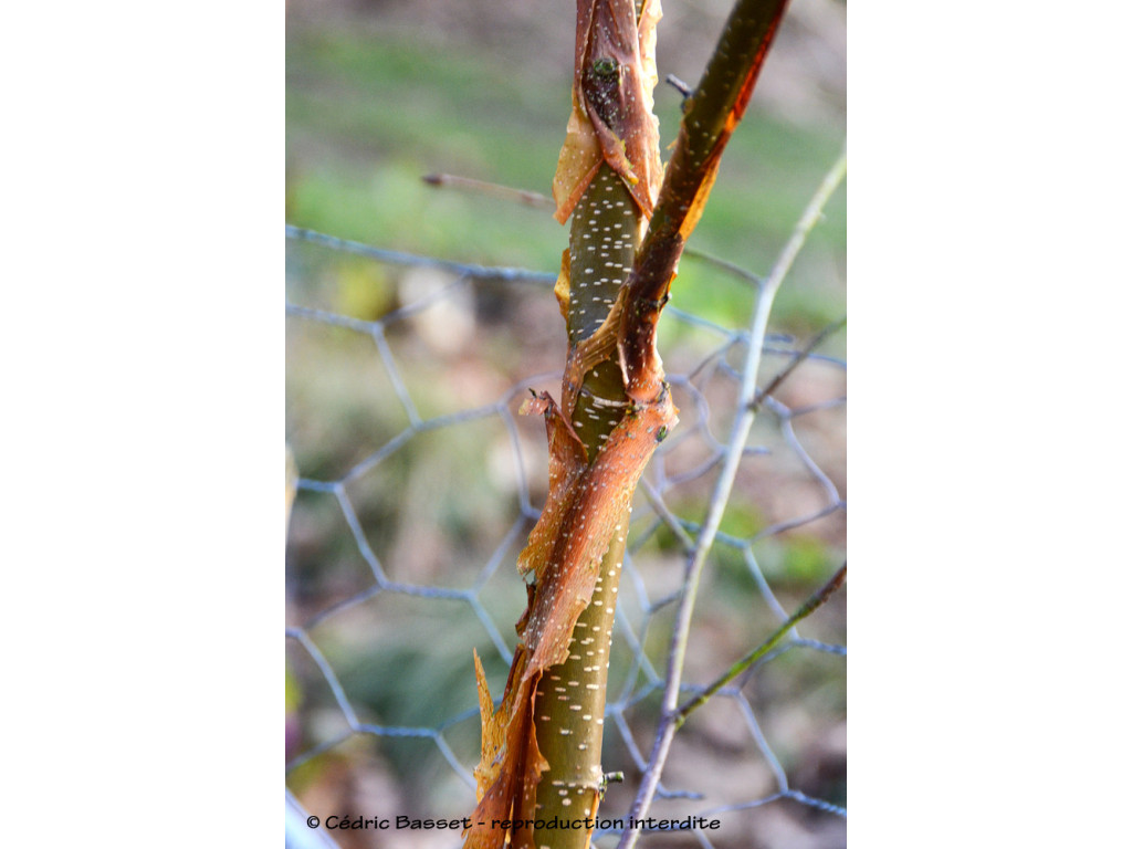 BETULA UTILIS 'SICHUAN RED'