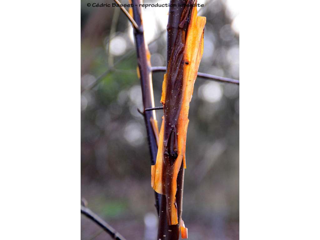 BETULA UTILIS 'WAKEHURST PLACE CHOCOLATE'