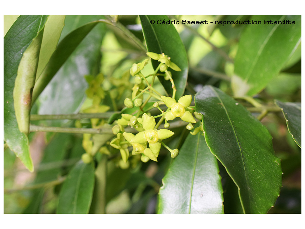 EUONYMUS MYRIANTHUS