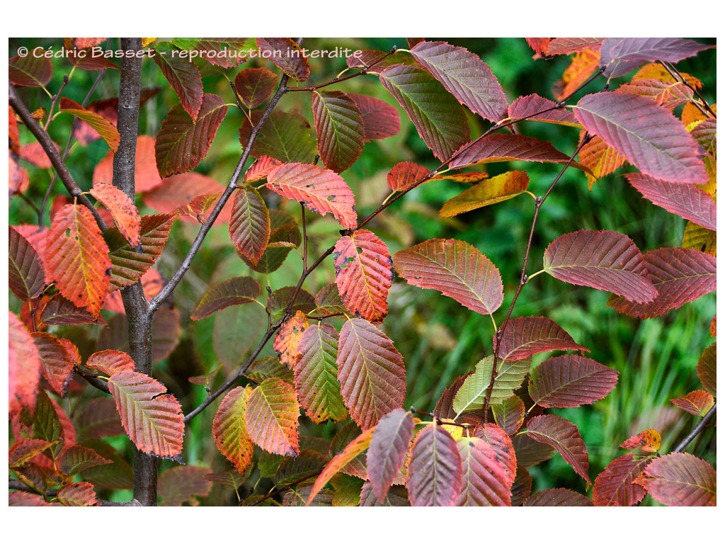 CARPINUS CAROLINIANA 'RED FALL'