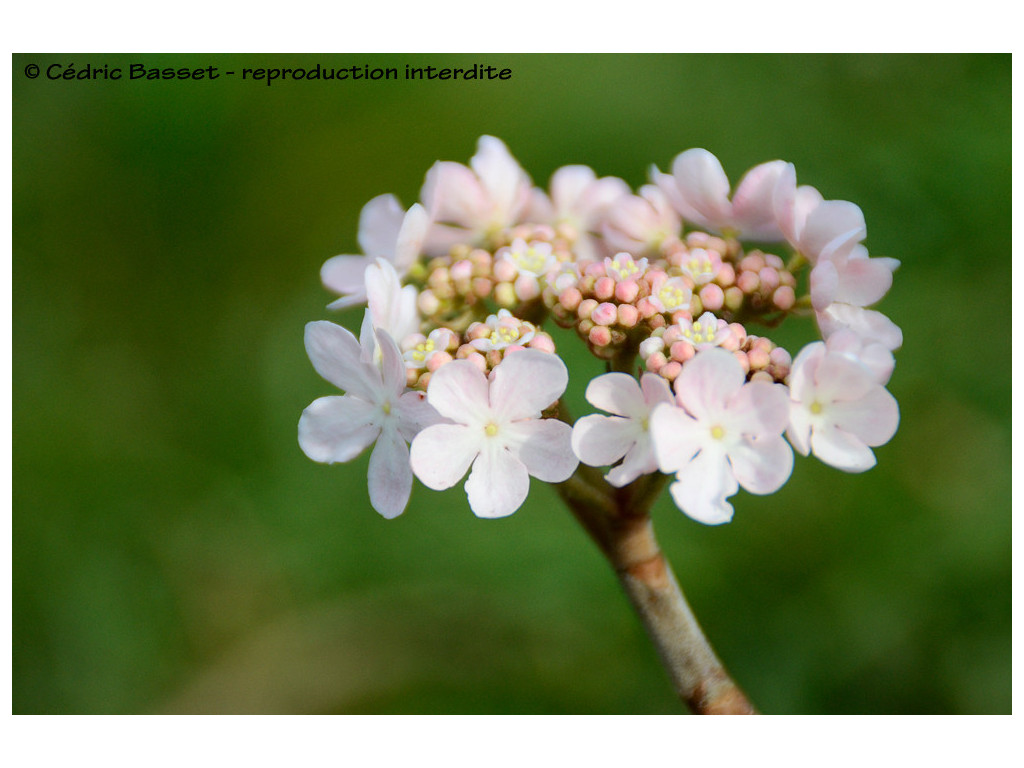 VIBURNUM FURCATUM 'PINK PARASOL'