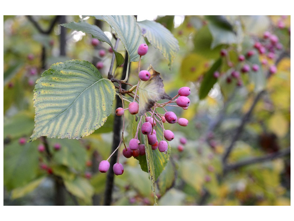 SORBUS ALNIFOLIA