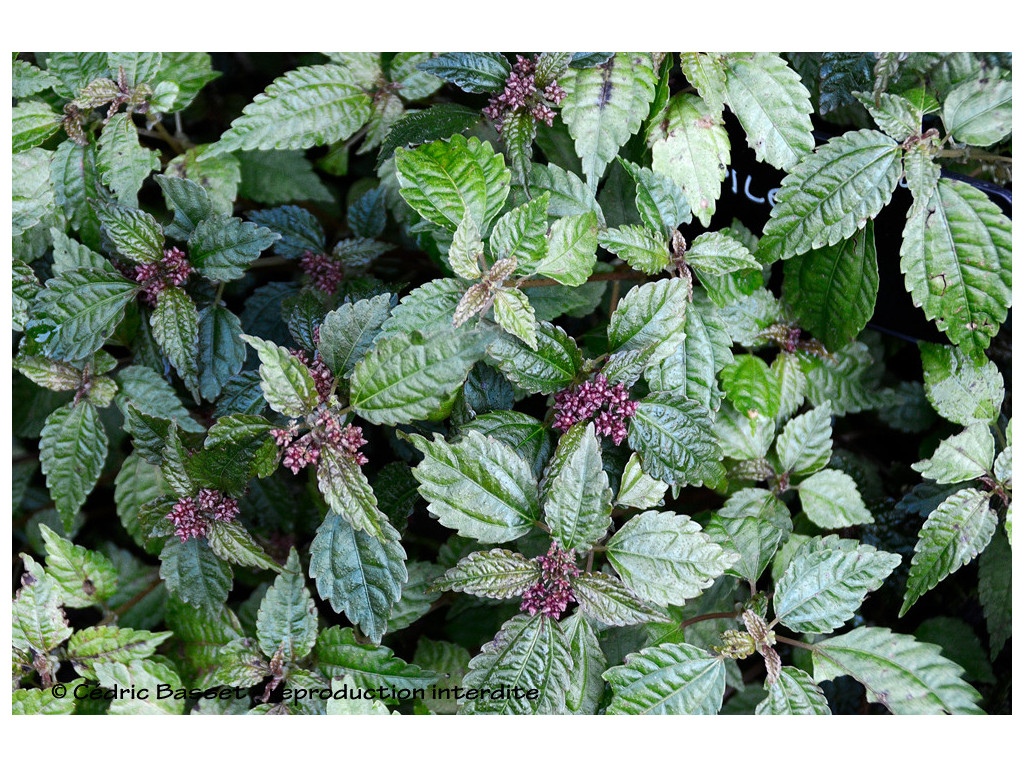 PILEA CBTW1516 (angulata ou pumila)