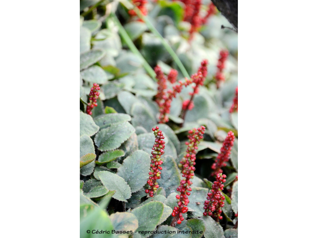 GUNNERA PROREPENS