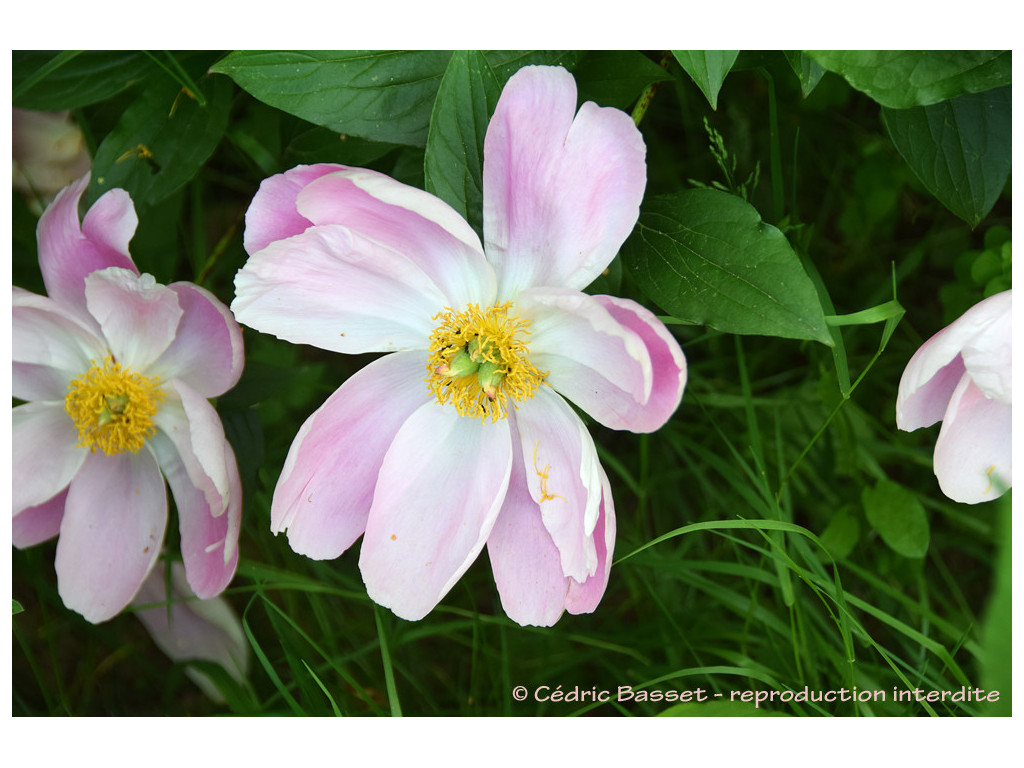 PAEONIA LACTIFLORA RU5975