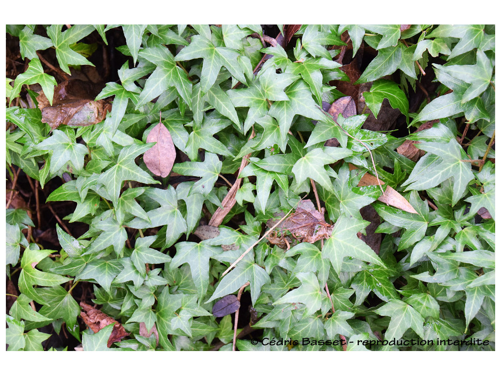 HEDERA HELIX 'DINNY'