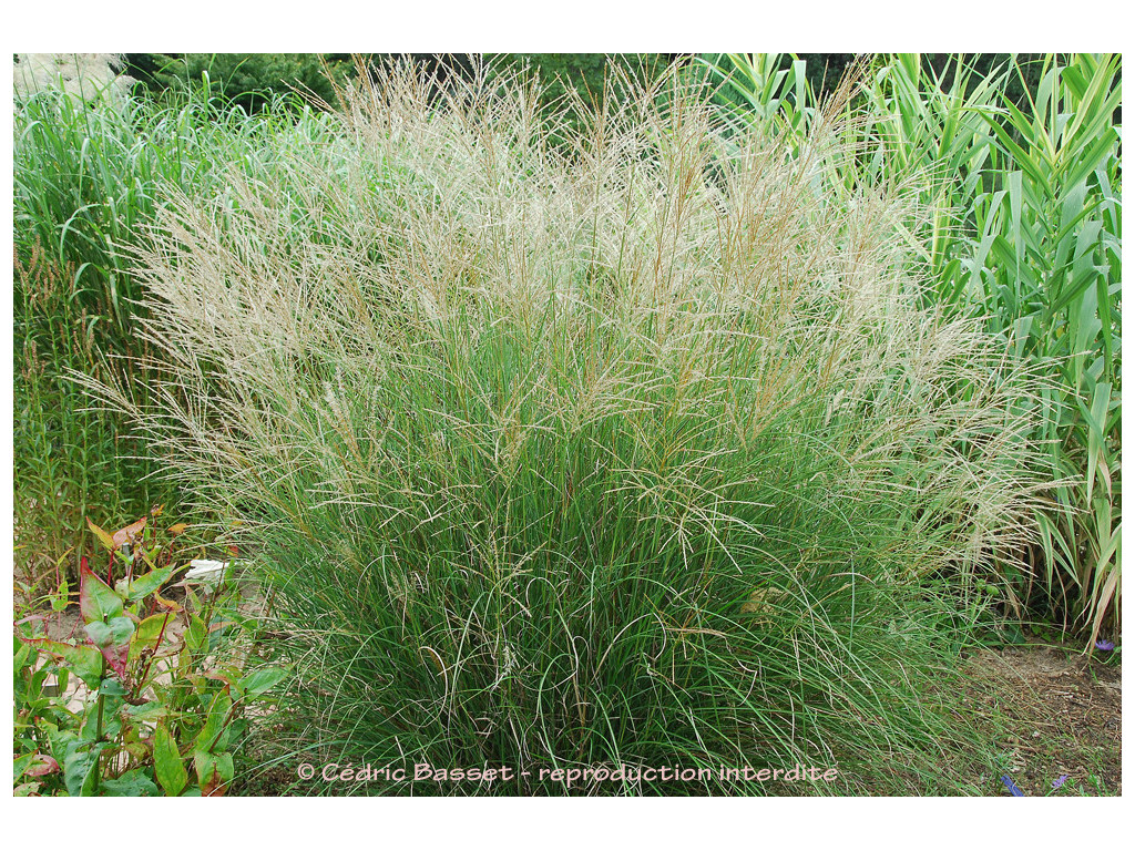 MISCANTHUS SINENSIS 'GRACILLIMUS'