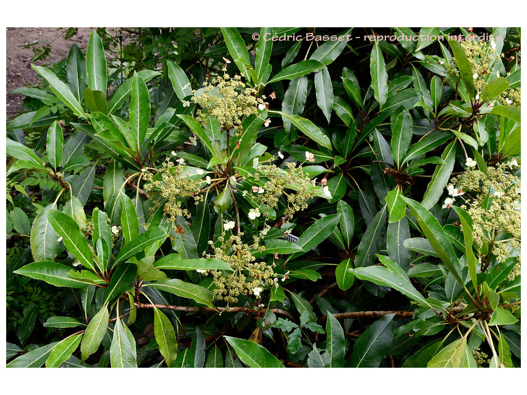 HYDRANGEA INTEGERRIMA HYDRANGEA INTEGERRIMA