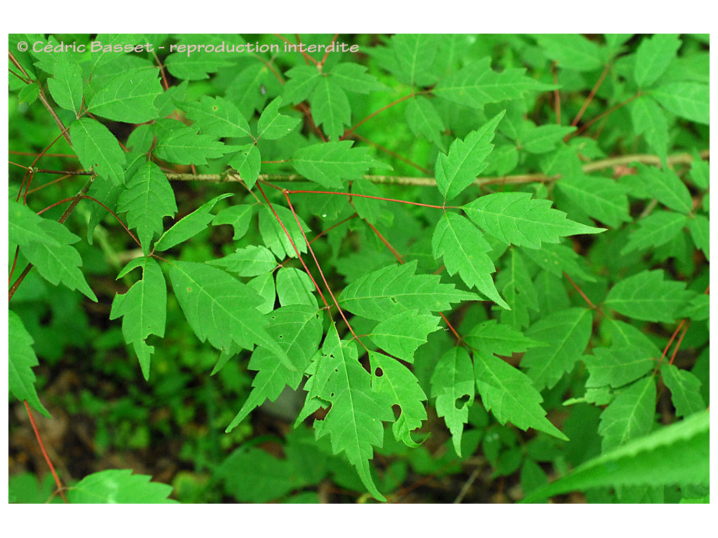 ACER CISSIFOLIUM JP6026