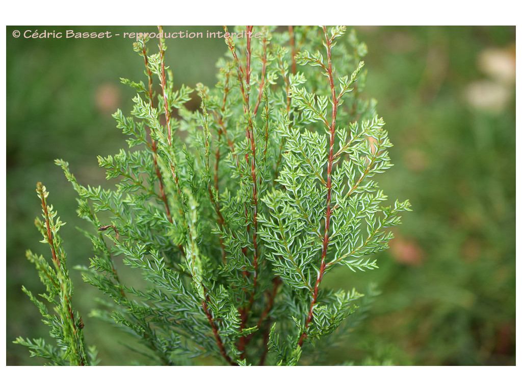 AUSTROCEDRUS CHILENSIS