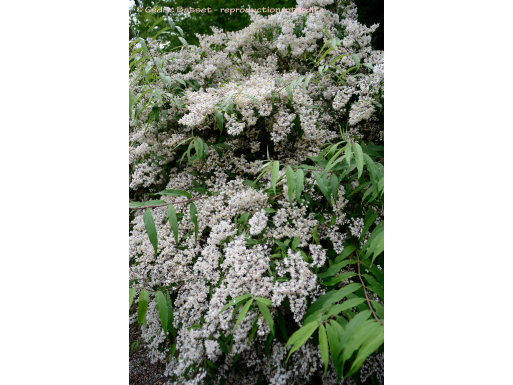 DEUTZIA NINGPOENSIS W/O-0040