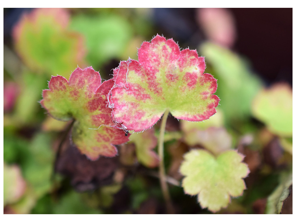 HEUCHERA RUBESCENS US6484