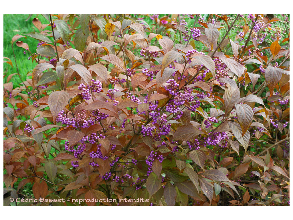 CALLICARPA JAPONICA JP2125 CALLICARPA JAPONICA JP2125