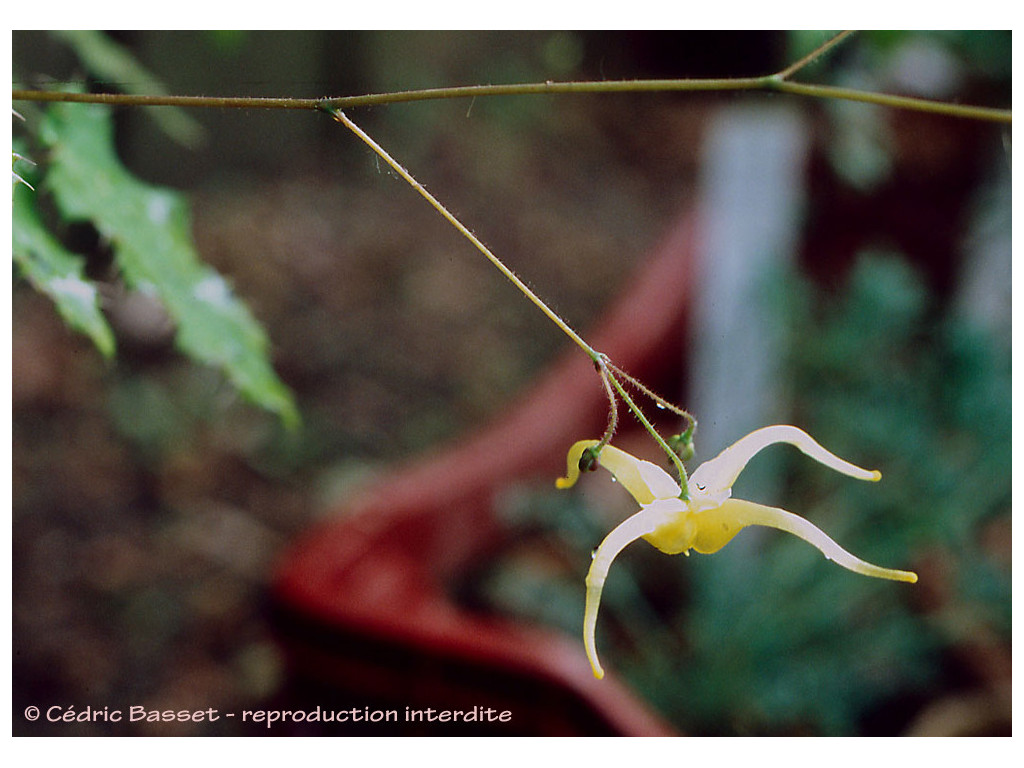 EPIMEDIUM RHIZOMATOSUM