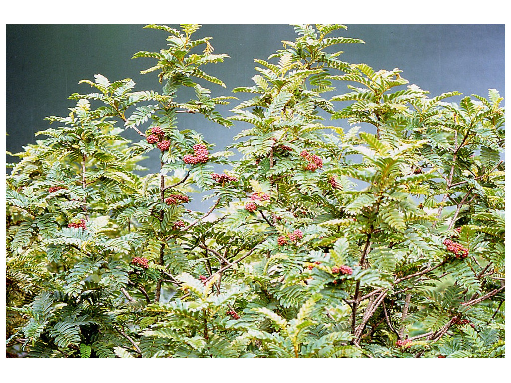 SORBUS MICROPHYLLA