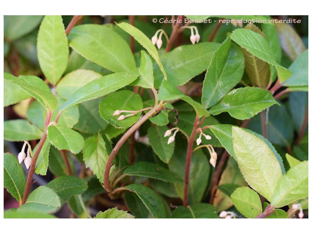 ARDISIA JAPONICA var.MINOR BSWJ