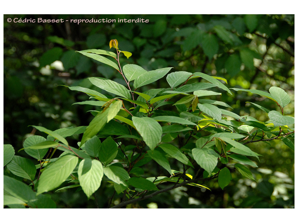 BERCHEMIELLA BERCHEMIIFOLIA