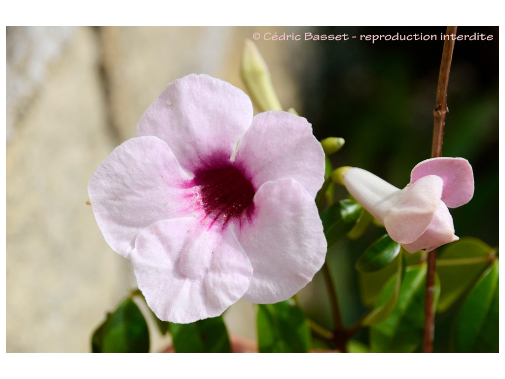 PANDOREA JASMINOIDES