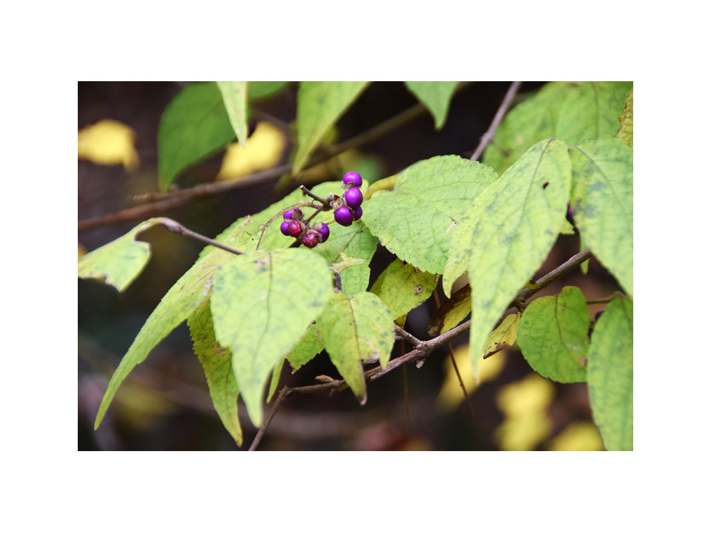 CALLICARPA MOLLIS var.QUELPAERTENSIS HC970272 CALLICARPA MOLLIS var.QUELPAERTENSIS HC970272