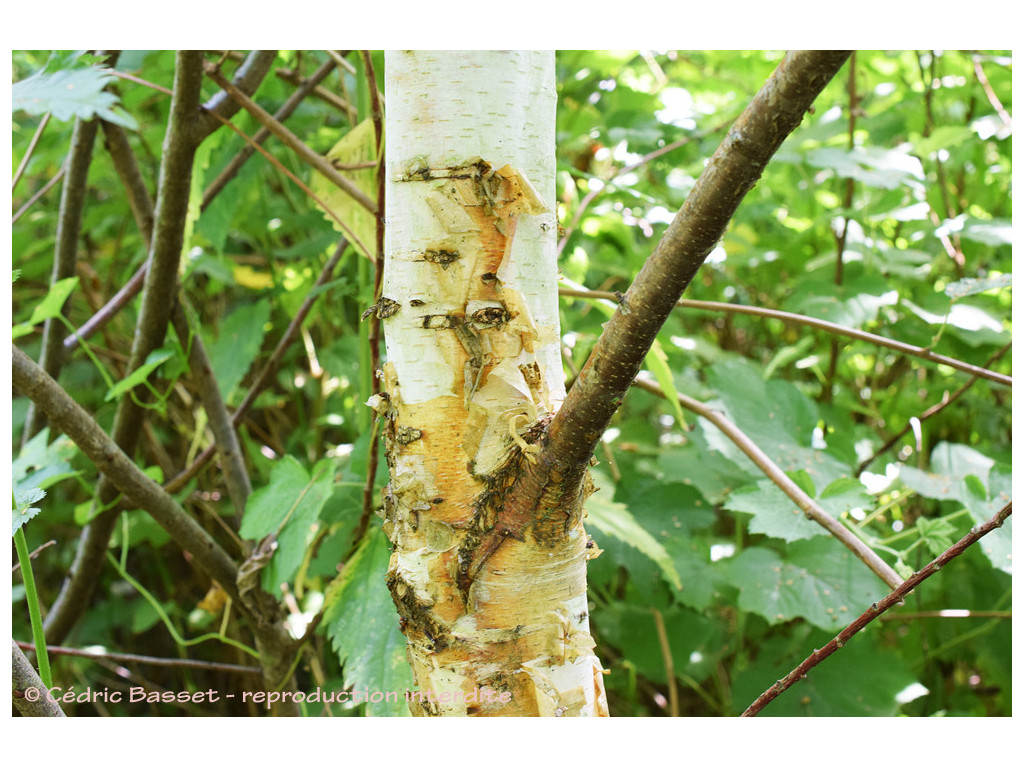 BETULA sp.Chine CH5606