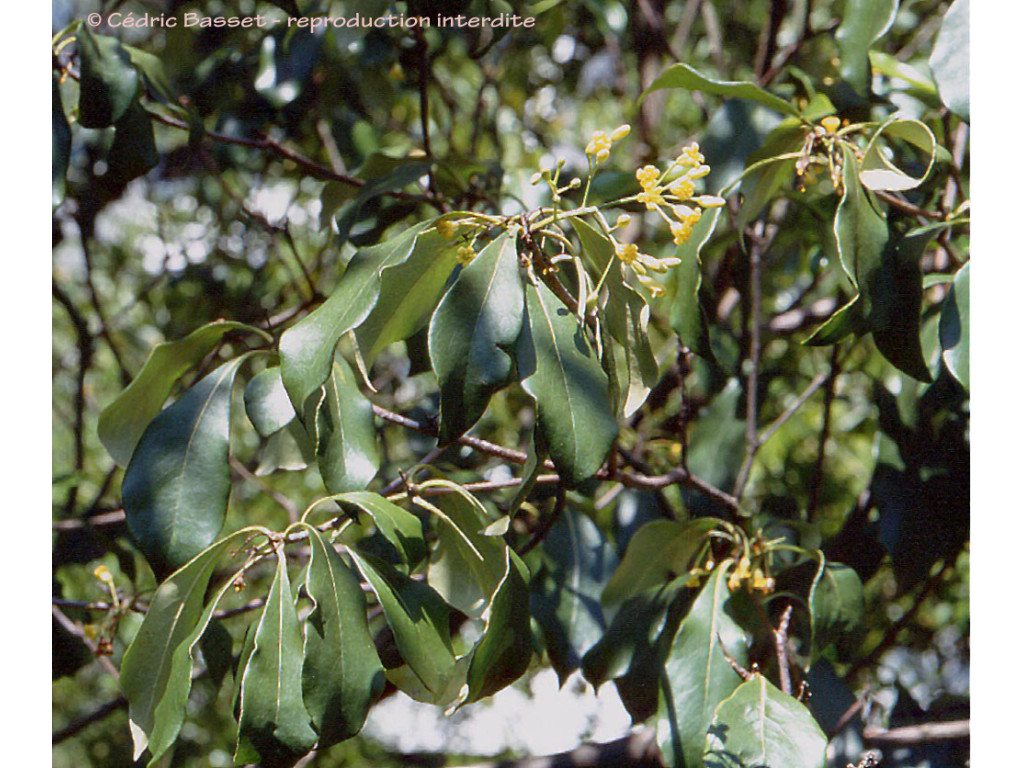 PITTOSPORUM BREVICALYX