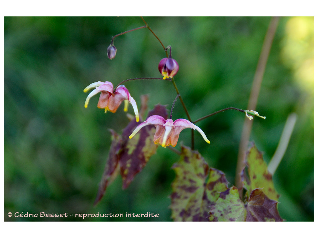 EPIMEDIUM 'GUY DE PAUW'